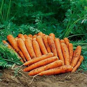 250+ Adet Salk�m Havu� Tohumu- Geleneksel