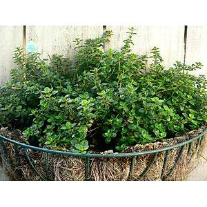 500+ Adet Aromatik Kekik Tohumu