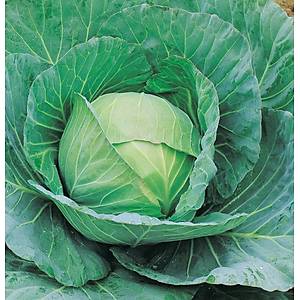 150+ Adet Brunswick Geni� Ba�l� Lahana Tohumu