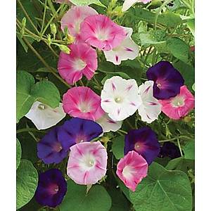 10+ Adet Sabah Sefas� Sarma��k tohumu- �zel Kar���m