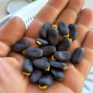 10+ Adet Mor Bakla Tohumu - �zel T�r