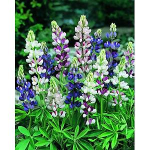 10+ Adet K���k Peri Lupin Tohumu- �zel Seri