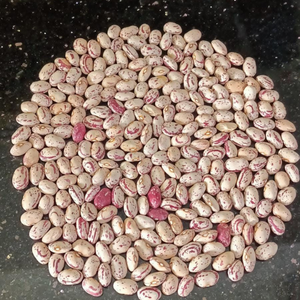 10+ Adet Bolu G�yn�k Alacal� Atal�k Yerli Barbunya Tohumu