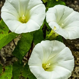 10+ Adet Beyaz Sabah Sefas� Sarma��k Tohumu