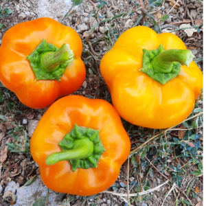 10+ Adet Turuncu Kamber Tatl� Biber Tohumu