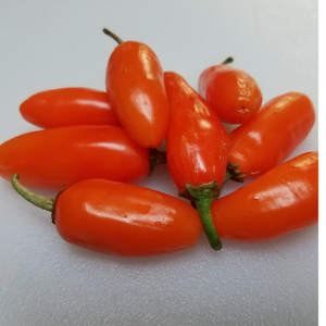 10+ Adet �ri Boy Turuncu Jalapeno Ac� Biber Tohumu- �zel T�r