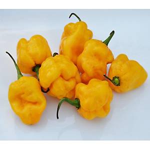 5 Adet Sar� Trinidad  Akrep Biber Tohumu- D�nyan�n En Ac� Biber T�rlerinden