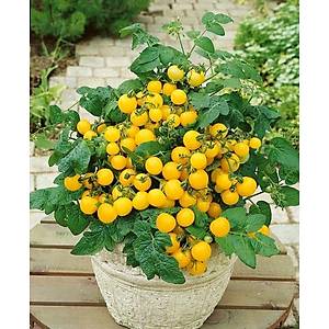 Sar� Kiraz Pencere �n� Domates Tohumu-S�r�k Tipi Domates