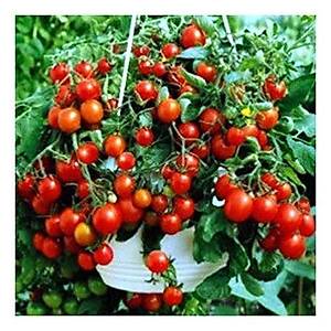 K�rm�z� Kiraz Pencere �n� Domatesi Tohumu