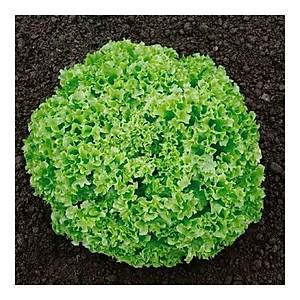 100+ Adet �talyan Lolla Bionda K�v�rc�k Marul Tohumu