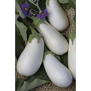 10+ Adet Geleneksel �talyan Beyaz Patl�can Tohumu
