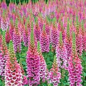 1500+ Adet Y�ks�k Otu Tohumu- Foxglove