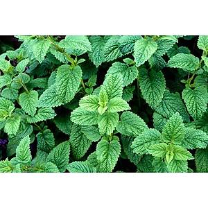 100+ Adet Melissa- Limon-O�ul Otu Tohumu