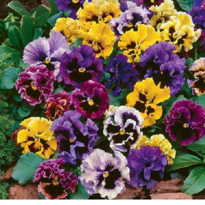 50+  Adet  Hercai Menek�e �zel Rokoko serisi Tohumu