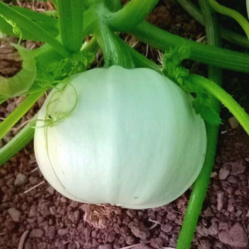 10+ Adet Dolmalk Beyaz Top Kabak Tohumu- Geleneksel