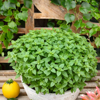 100+ Adet Baharatl� Top  Fesle�en Tohumu