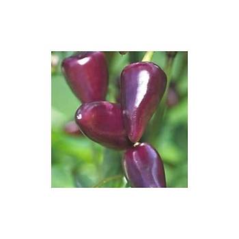 10+ Adet Bordo Jalapeno Ac Biber Tohumu- zel Tr