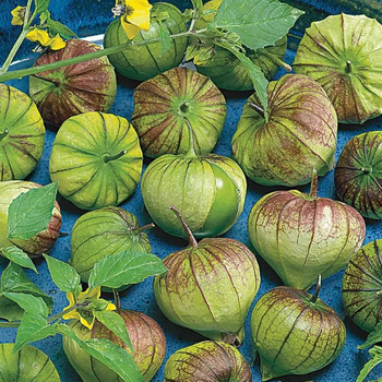 10+ Adet Kar���k Alt�n �ilek Tohumu - Mor ve Ye�il Tomatillo Tohumu