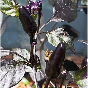 5 Adet Royal Black- Siyah Mini ili Ac Biber Tohumu