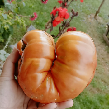 10+ Adet Tnaztepe Dev Yerli Atalk Domates Tohumu