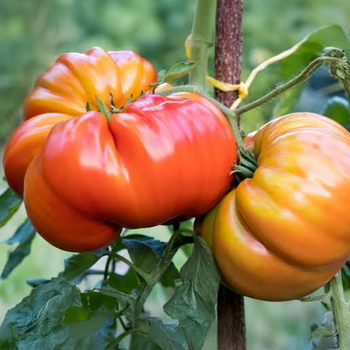 10+ Adet Dev Eski Alman Domatesi Tohumu- S�r�k Tipi Domates