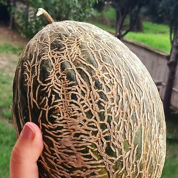 10+ Adet Piel De Kapo Kavun Tohumu - Geleneksel