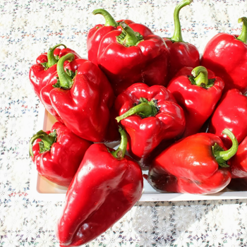 10+ Adet Abaza Biber Tohumu - Atal�k Tatl� biber