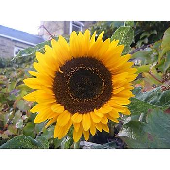 Dev Ay�i�e�i Taiyo Tohumu- 30 cm �i�ekli