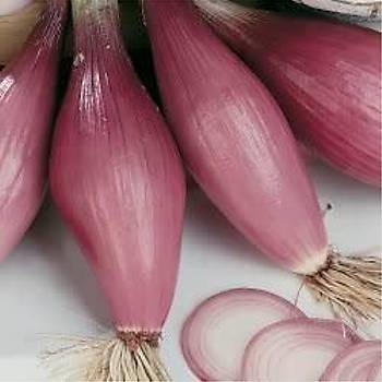 60+ Adet K�rm�z� Uzun Floransa So�an� Tohumu