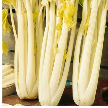 500+ adet Alt�n Pascal Sap Kereviz Tohumu