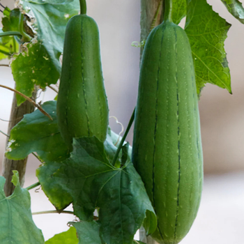 5 Adet Lif Snger Kaba Tohumu - Luffa Cylindrica