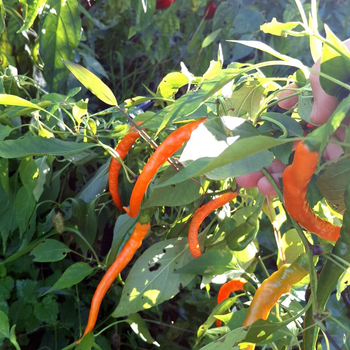 10+ Adet Turuncu Havu� Tatl� Biber Tohumu - Geleneksel