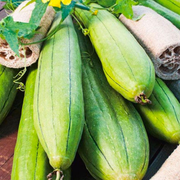 5 Adet Lif Snger Kaba Tohumu - Luffa Cylindrica