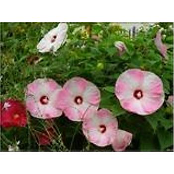 Hibiscus iek Tohumu - Dev Ak Pembe iekli
