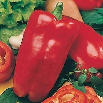 10+ Adet Nocera Rossa Krmz Tatl Biber Tohumu
