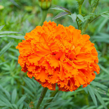 50+ Adet Turuncu Kadife �i�e�i Tohumu