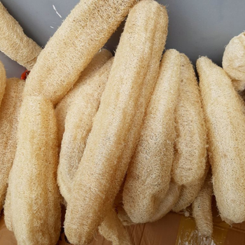 5 Adet Lif Snger Kaba Tohumu - Luffa Cylindrica