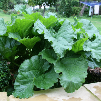 10+ Adet Rhubarb Pembe Victoria Tohumu- Ravent