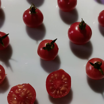 10+ Adet �ri Salk�m Kiraz Domates Tohumu- Geleneksel