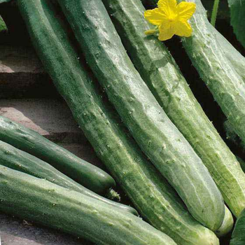 7 Adet Uzun Vietnam Salatal�k Tohumu - �ok Nadir - Geleneksel