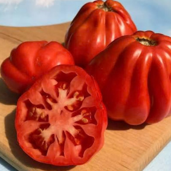 10+ Adet �tallyan Canestrino Di Lucca Domates Tohumu - Atal�k T�r