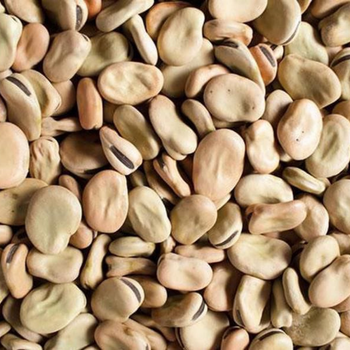 10+ Adet Sakz Bakla Tohumu