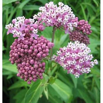 10+ Adet Asclepias ncarnata Biktisi Tohumu-pek iei Tohumu- Muhteem Kokulu