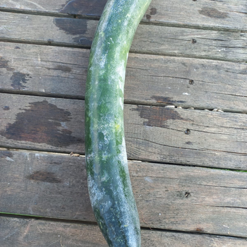 7 Adet Uzun Vietnam Salatal�k Tohumu - �ok Nadir - Geleneksel