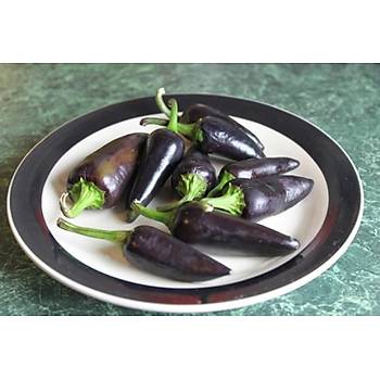 10+ Adet Bordo Jalapeno Ac Biber Tohumu- zel Tr