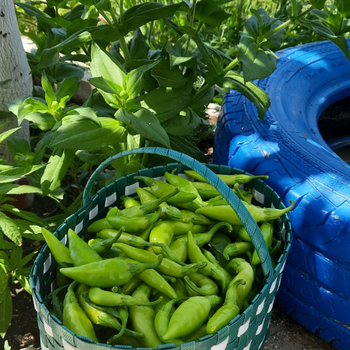 10+ Adet Ac� Bal�k Biber Tohumu - Geleneksel