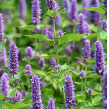 100+ Adet Zfa Otu Tohumu - Hyssopus Officinalis