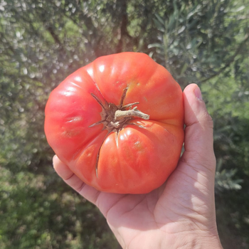 10+ Adet Osmanl� K�rm�z�s� Domatesi Tohumu-  Atal�k T�r