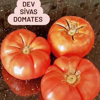 10+ Adet Dev Sivas Yerli Atalk Domates Tohumu