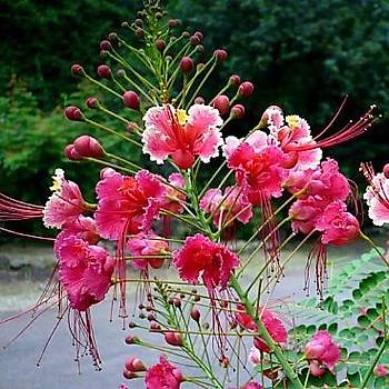 Peacock Flower- Pembe Kelebek eklinde iek Tohumu